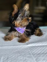 Tiny's girl, a female Yorkshire Terrier for sale in Aiken, SC – 3 of 3