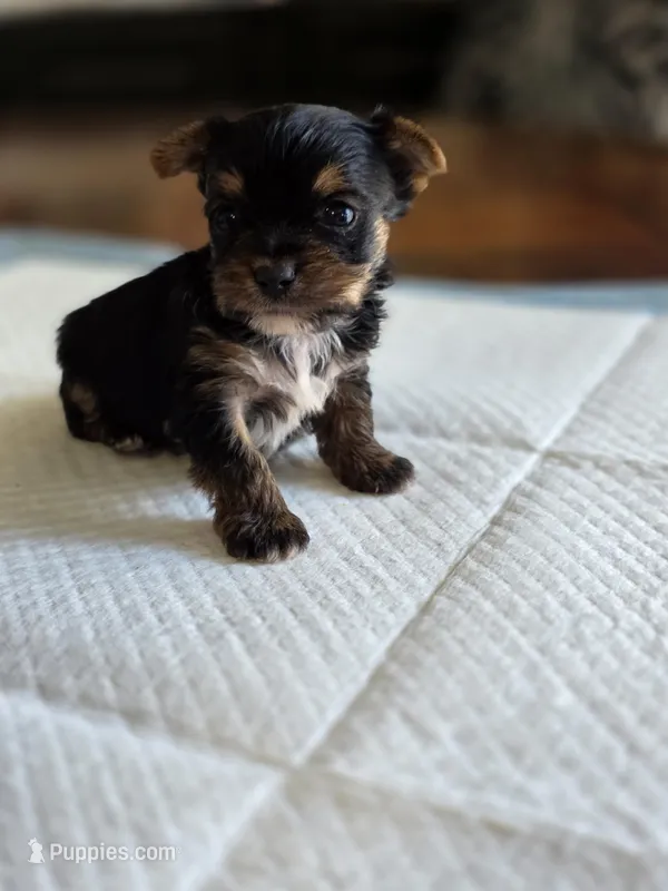 Olive's Boy 1 – Yorkshire Terrier puppy for sale in Aiken, SC