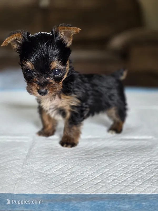 Olive's Boy 1 – Yorkshire Terrier puppy for sale in Aiken, SC
