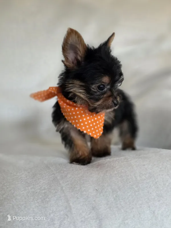 Olive's Boy 1 – Yorkshire Terrier puppy for sale in Aiken, SC