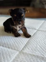 Olive's Boy 1, a male Yorkshire Terrier for sale in Aiken, SC – Photo 2 of 2