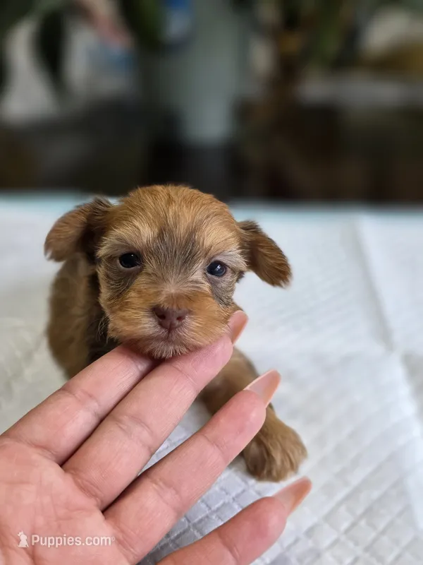 Gold Boy 2 – Yorkshire Terrier puppy for sale in Aiken, SC