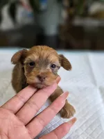 Gold Boy 2, a male Yorkshire Terrier for sale in Aiken, SC – 1 of 1