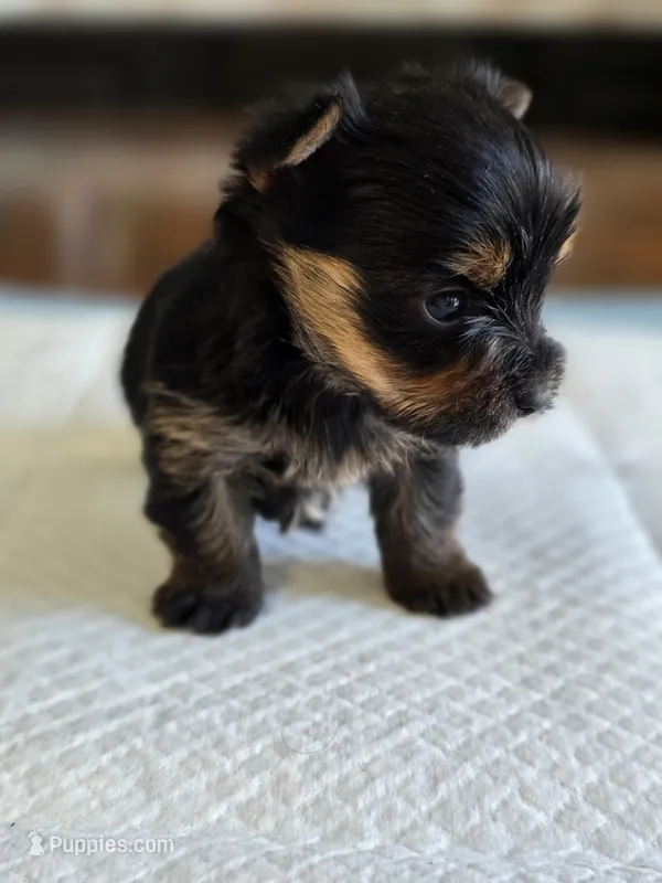 Olive's Boy 2 – Yorkshire Terrier puppy for sale in Aiken, SC