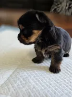 Olive's Boy 2, a male Yorkshire Terrier for sale in Aiken, SC – Photo 2 of 2