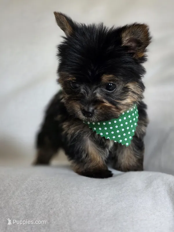 Olive's Boy 2 – Yorkshire Terrier puppy for sale in Aiken, SC