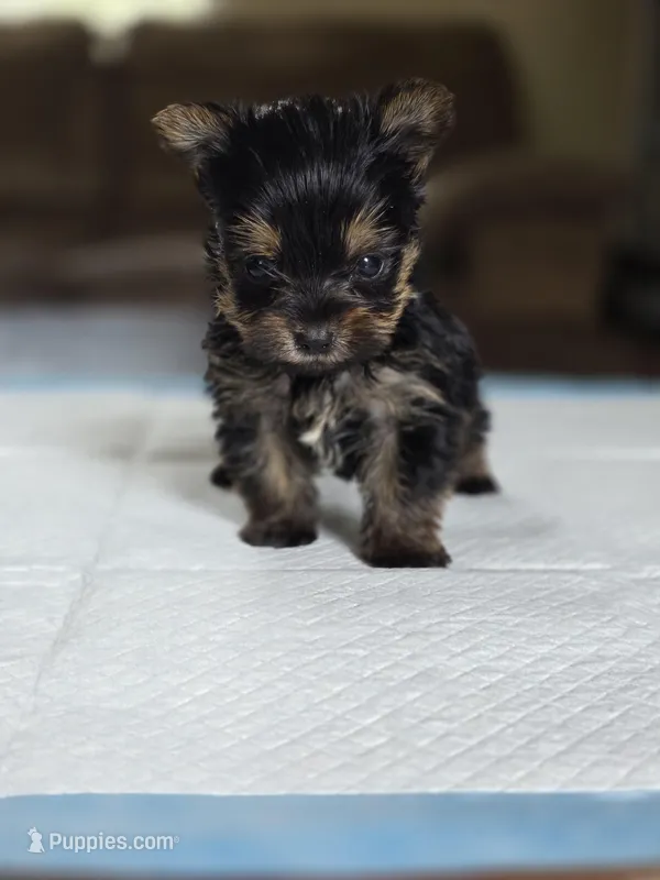 Olive's Boy 2 – Yorkshire Terrier puppy for sale in Aiken, SC