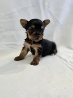 Pepper's Girl, a female Yorkshire Terrier for sale in Aiken, SC – Photo 1 of 3