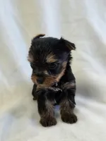 Pepper's Boy 3, a male Yorkshire Terrier for sale in Aiken, SC – Photo 1 of 3