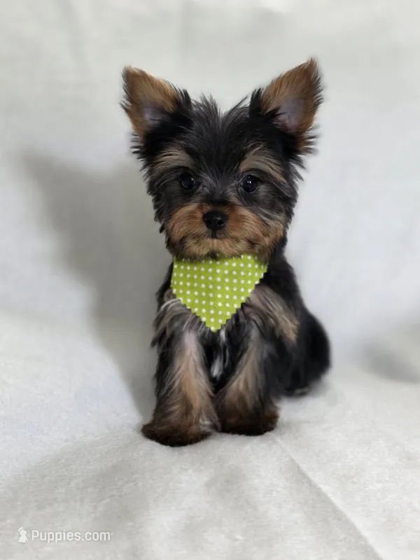 Pepper's Boy 3 – Yorkshire Terrier puppy for sale in Aiken, SC
