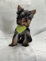 Pepper's Boy 3, a male Yorkshire Terrier for sale in Aiken, SC – Photo 2 of 2
