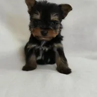 Pepper's Boy 3, a male Yorkshire Terrier for sale in Aiken, SC – Photo 3 of 4