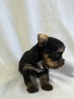 Pepper's Boy 3, a male Yorkshire Terrier for sale in Aiken, SC – Photo 2 of 3