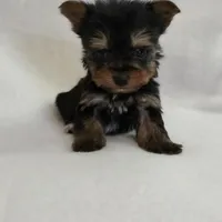 Pepper's Boy 3, a male Yorkshire Terrier for sale in Aiken, SC – Photo 2 of 4
