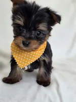 Pepper's Boy 3, a male Yorkshire Terrier for sale in Aiken, SC – Photo 1 of 4