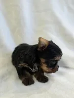 Pepper's Boy 3, a male Yorkshire Terrier for sale in Aiken, SC – Photo 3 of 3