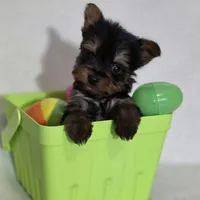 Pepper's Boy 3, a male Yorkshire Terrier for sale in Aiken, SC – Photo 4 of 4