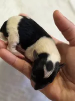 Parti Girl, a female Yorkshire Terrier for sale in Aiken, SC – Photo 2 of 9