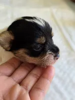 Parti Girl, a female Yorkshire Terrier for sale in Aiken, SC – Photo 9 of 9