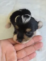 Parti Girl, a female Yorkshire Terrier for sale in Aiken, SC – Photo 7 of 9