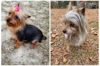 Parti Girl, a female Yorkshire Terrier for sale in Aiken, SC – Photo 8 of 9