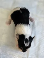 Parti Girl, a female Yorkshire Terrier for sale in Aiken, SC – Photo 4 of 9