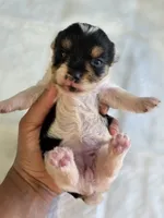 Parti Girl, a female Yorkshire Terrier for sale in Aiken, SC – Photo 5 of 9