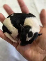 Parti Girl, a female Yorkshire Terrier for sale in Aiken, SC – Photo 3 of 9