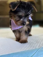Penny, a female Yorkshire Terrier for sale in Aiken, SC – 3 of 3