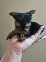 Tiny's Boy 4, a male Yorkshire Terrier for sale in Aiken, SC – 3 of 3