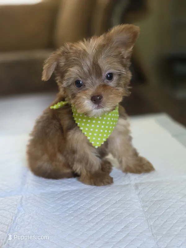Chocolate Boy – Yorkshire Terrier puppy for sale in Aiken, SC
