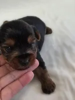 Lilo's Boy, a female Yorkshire Terrier for sale in Aiken, SC – Photo 3 of 4