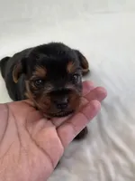 Lilo's Boy, a female Yorkshire Terrier for sale in Aiken, SC – Photo 4 of 4