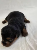 Lilo's Boy, a female Yorkshire Terrier for sale in Aiken, SC – Photo 2 of 4