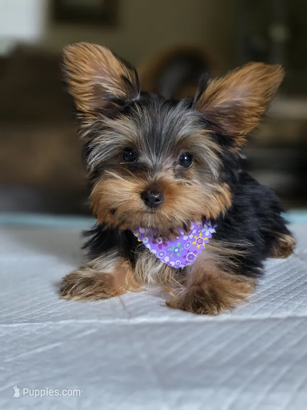Tiny's girl – Yorkshire Terrier puppy for sale in Aiken, SC