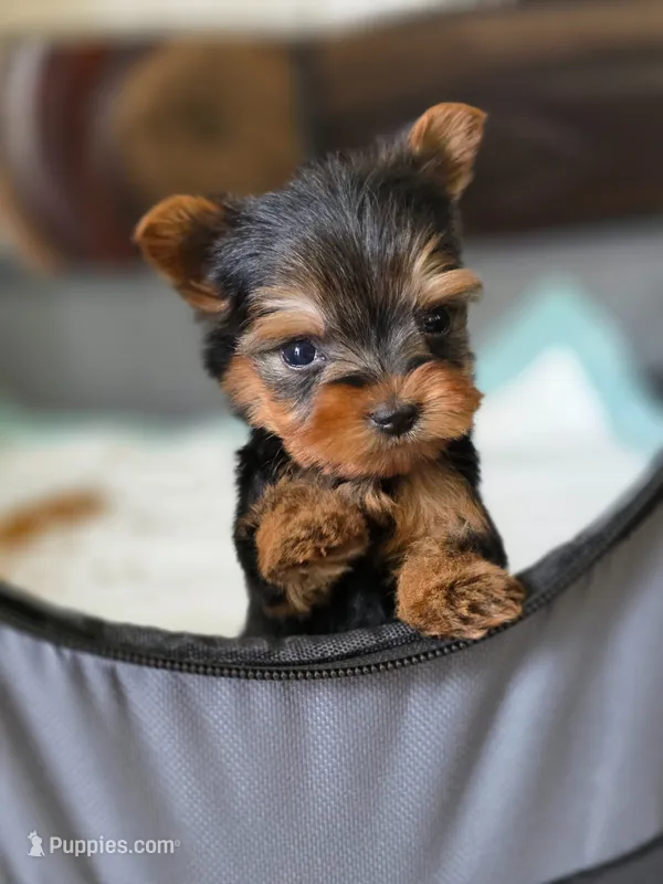 Tiny's Boy 4 – Yorkshire Terrier puppy for sale in Aiken, SC