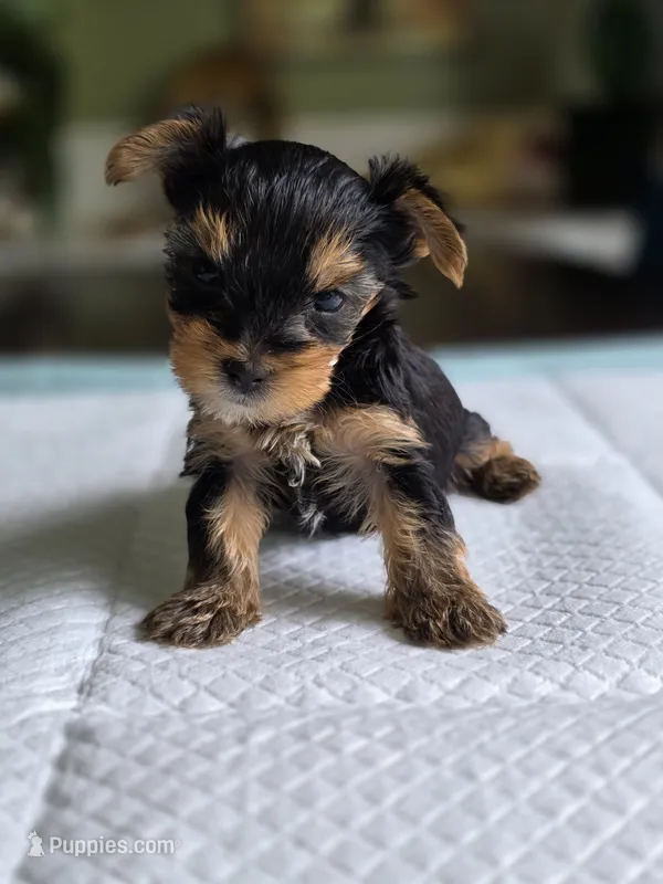 Traditional boy – Yorkshire Terrier puppy for sale in Aiken, SC