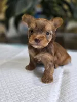 Chocolate Boy, a male Yorkshire Terrier for sale in Aiken, SC – 1 of 1