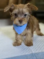 Gold Boy 2, a male Yorkshire Terrier for sale in Aiken, SC – 2 of 4