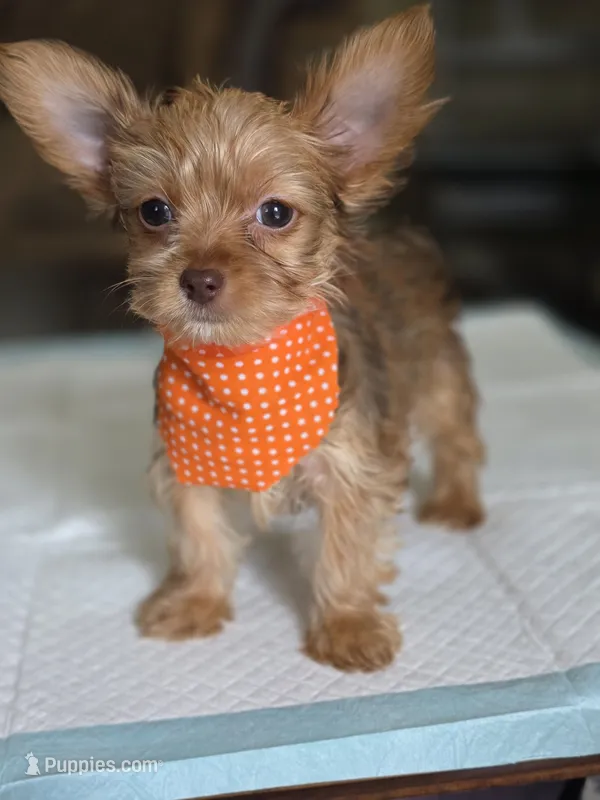 Gold boy 1 – Yorkshire Terrier puppy for sale in Aiken, SC