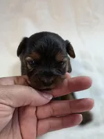 Lilo's Girl 2, a female Yorkshire Terrier for sale in Aiken, SC – Photo 2 of 2