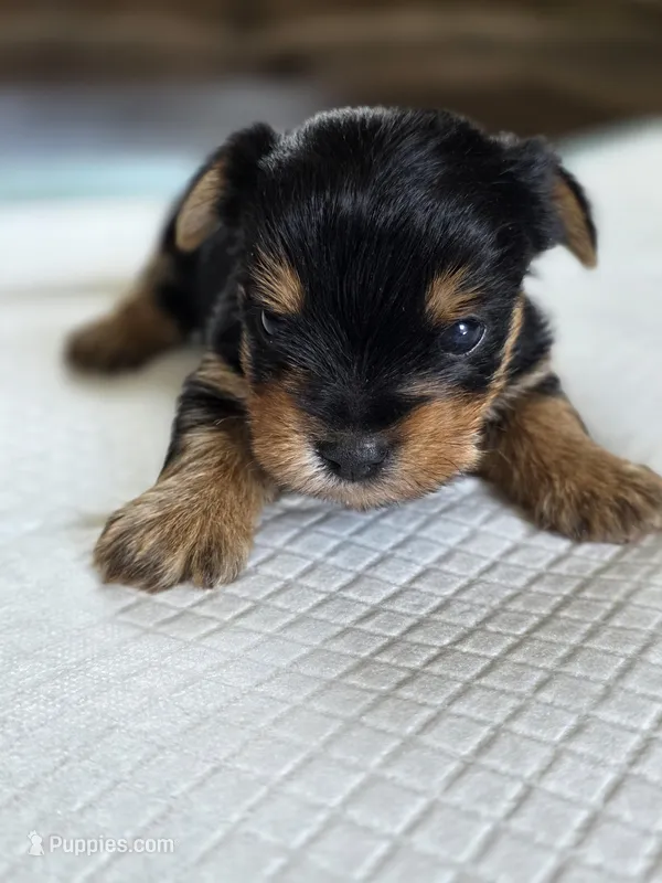 Rosie's Girl 1  – Yorkshire Terrier puppy for sale in Aiken, SC