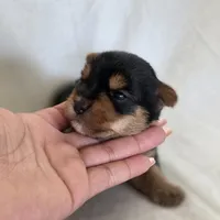 Rosie's Boy, a male Yorkshire Terrier for sale in Aiken, SC – Photo 4 of 4