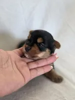 Rosie's Girl 1 , a male Yorkshire Terrier for sale in Aiken, SC – Photo 2 of 2