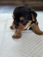 Rosie's Boy, a male Yorkshire Terrier for sale in Aiken, SC – Photo 2 of 4