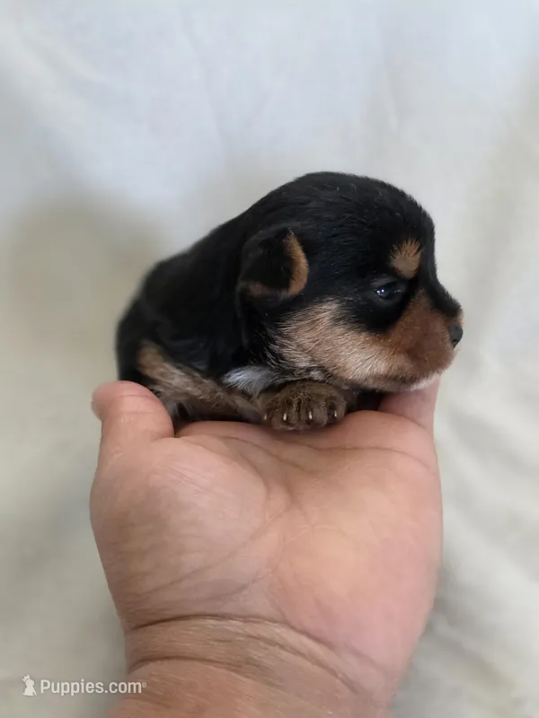 Rosie's Girl 1 , a male Yorkshire Terrier for sale in Aiken, SC – Photo 1 of 2