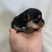 Rosie's Boy, a male Yorkshire Terrier for sale in Aiken, SC – Photo 3 of 4