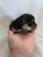 Rosie's Girl 1 , a male Yorkshire Terrier for sale in Aiken, SC – Photo 1 of 2