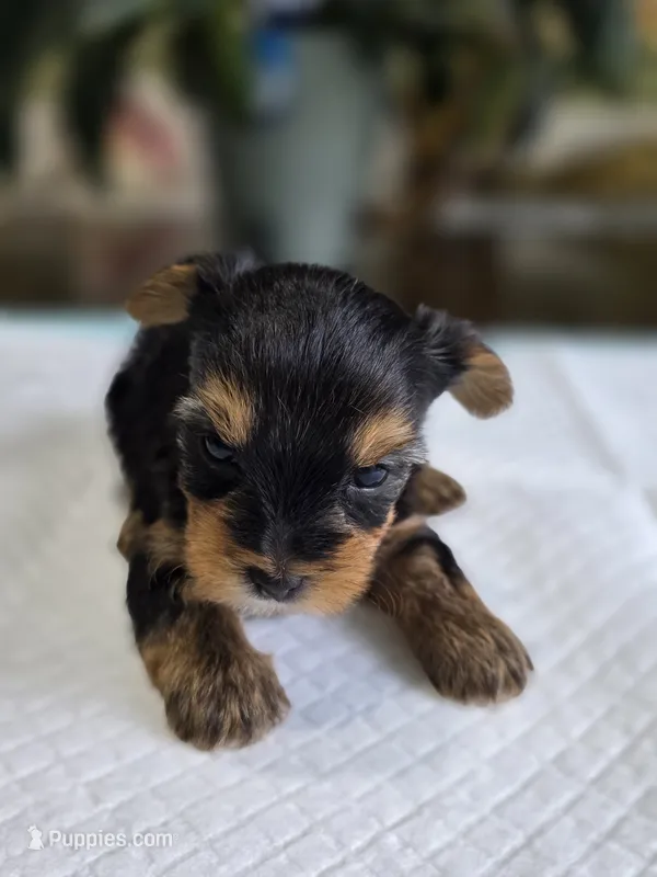 Traditional boy – Yorkshire Terrier puppy for sale in Aiken, SC
