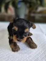Traditional boy, a male Yorkshire Terrier for sale in Aiken, SC – 1 of 1